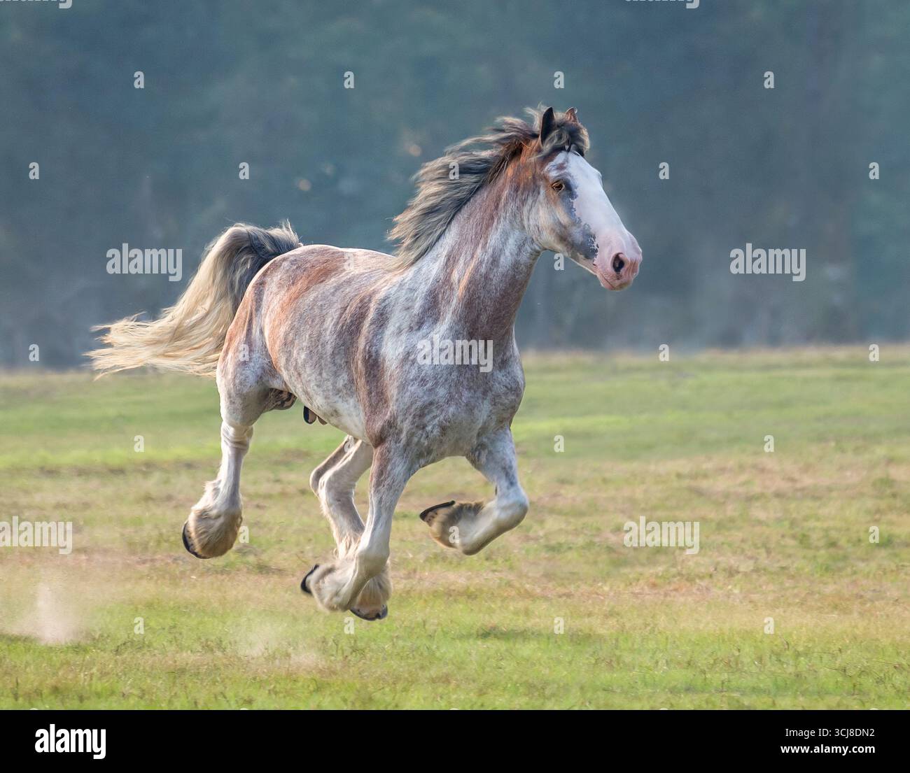 Adult female Clydesdale Draft Horse mare gallups across open green ...