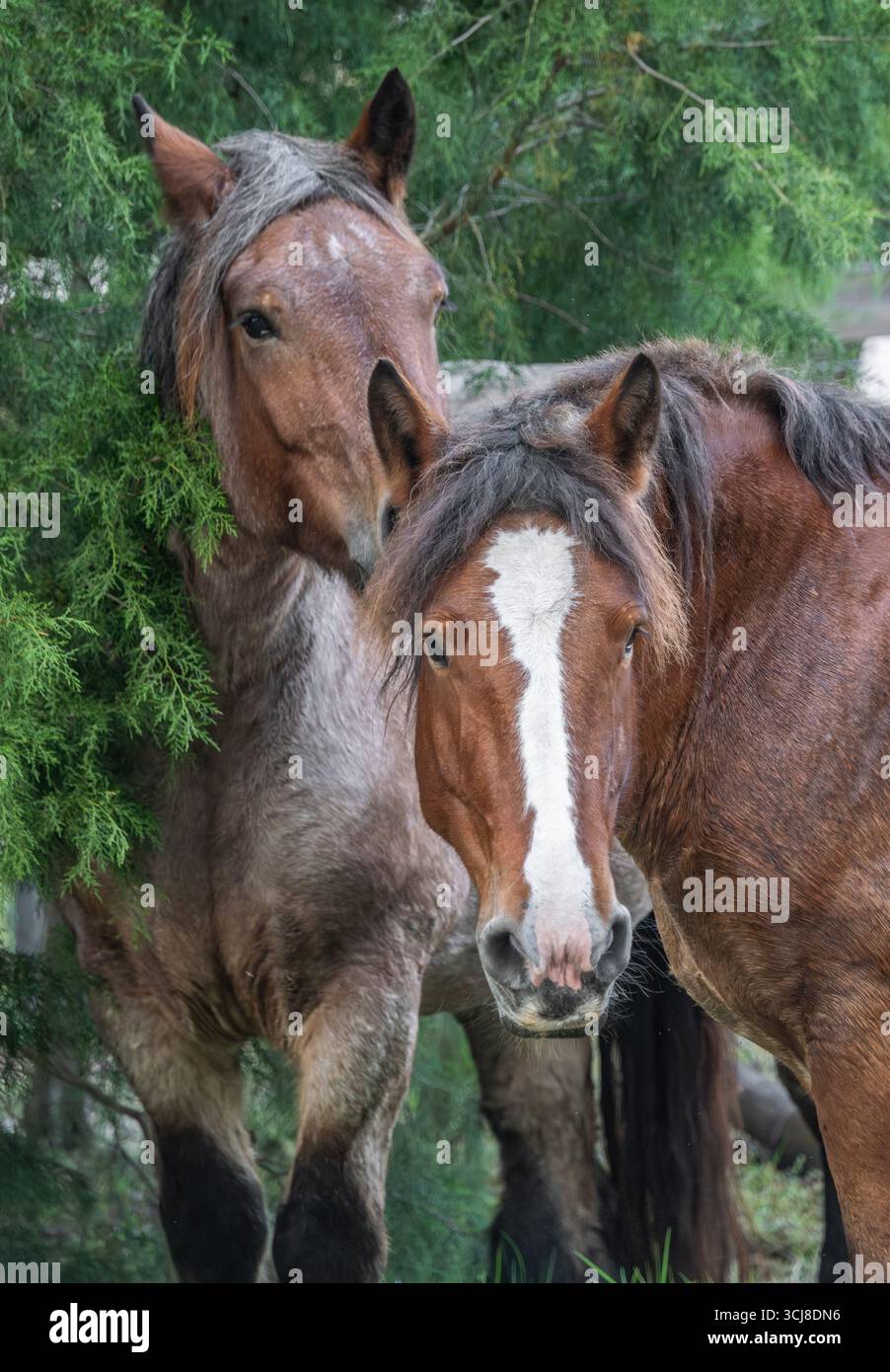 A pair of are Ardennes draft horse mares close together Stock Photo