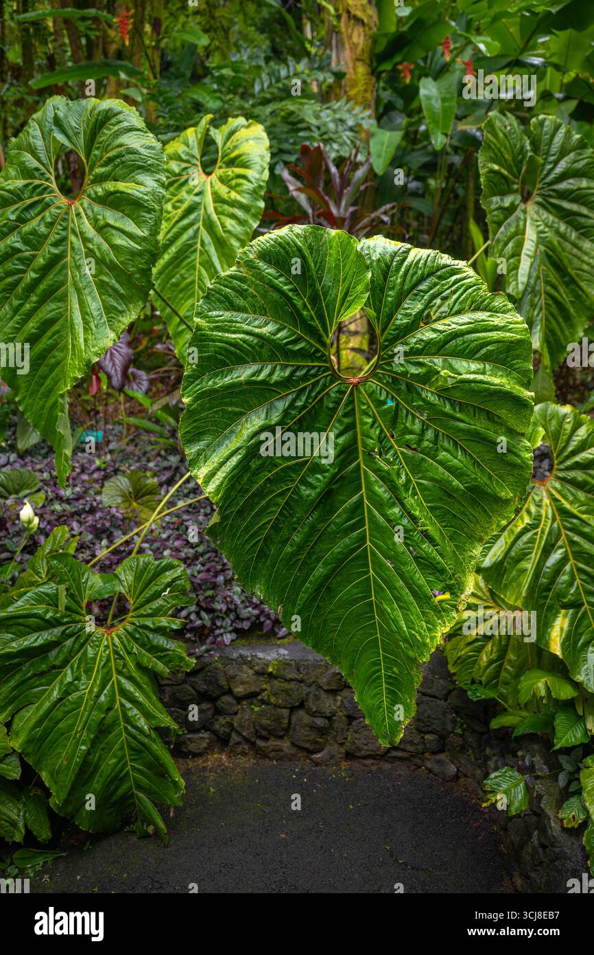 Anthurium cupulispathum hi-res stock photography and images - Alamy