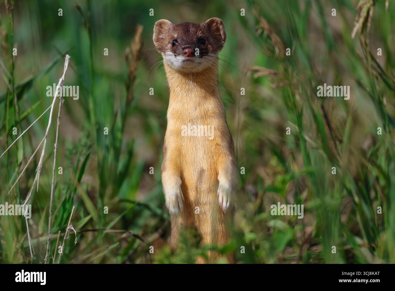 A Short tailed Weasel With Its Beautiful Summer Colored Fur Stock Photo a-short-tailed-weasel-with-its-beautiful-summer-colored-fur-stock-photo