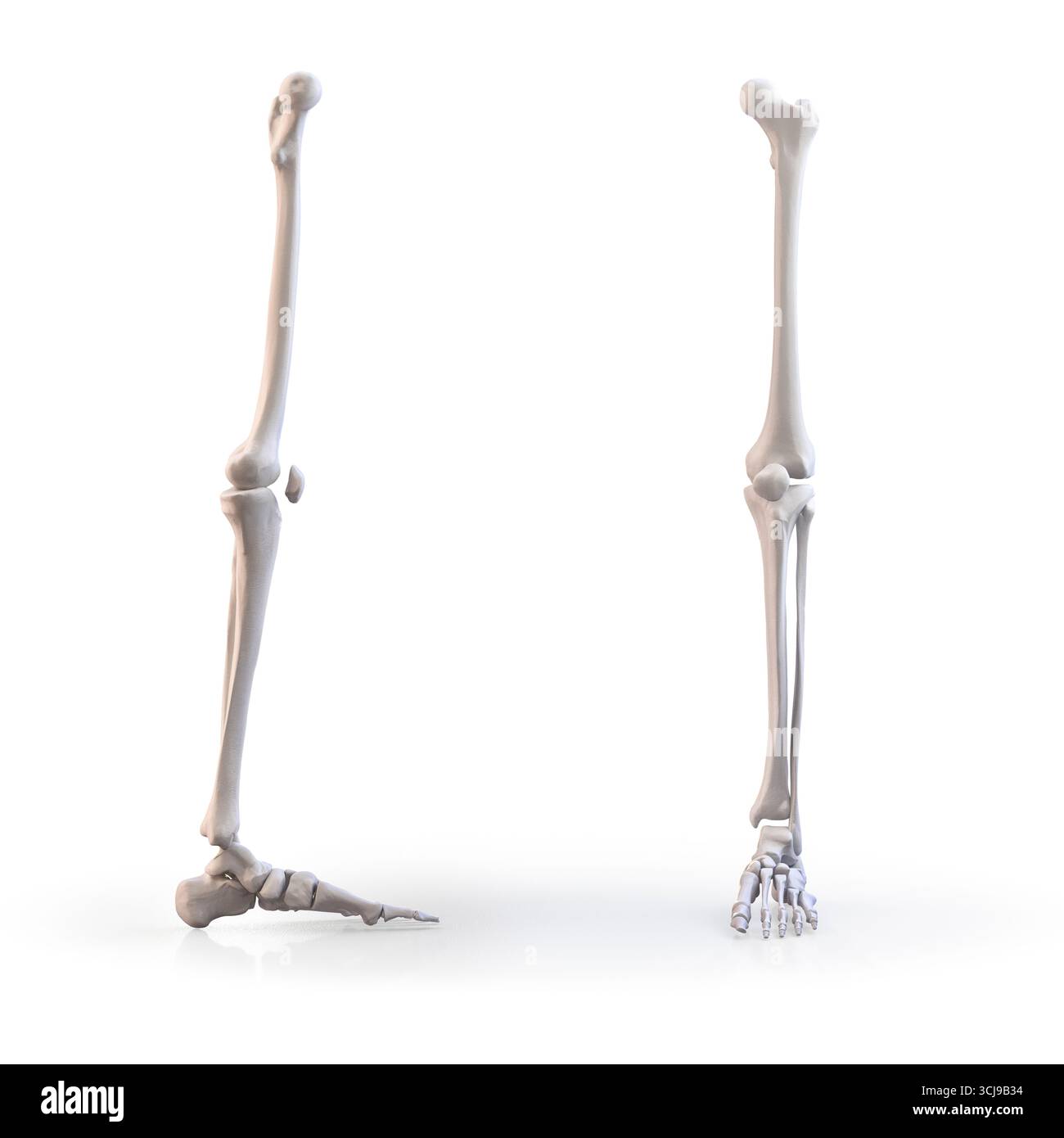 Patellar shin bone hi-res stock photography and images - Alamy