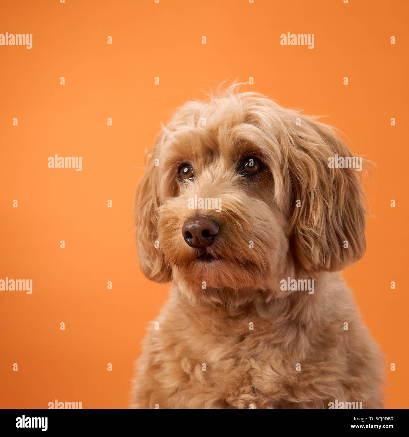 A Labradoodle with curly fur looks straight ahead with a calm expression, set against an orange background. Stock Photo