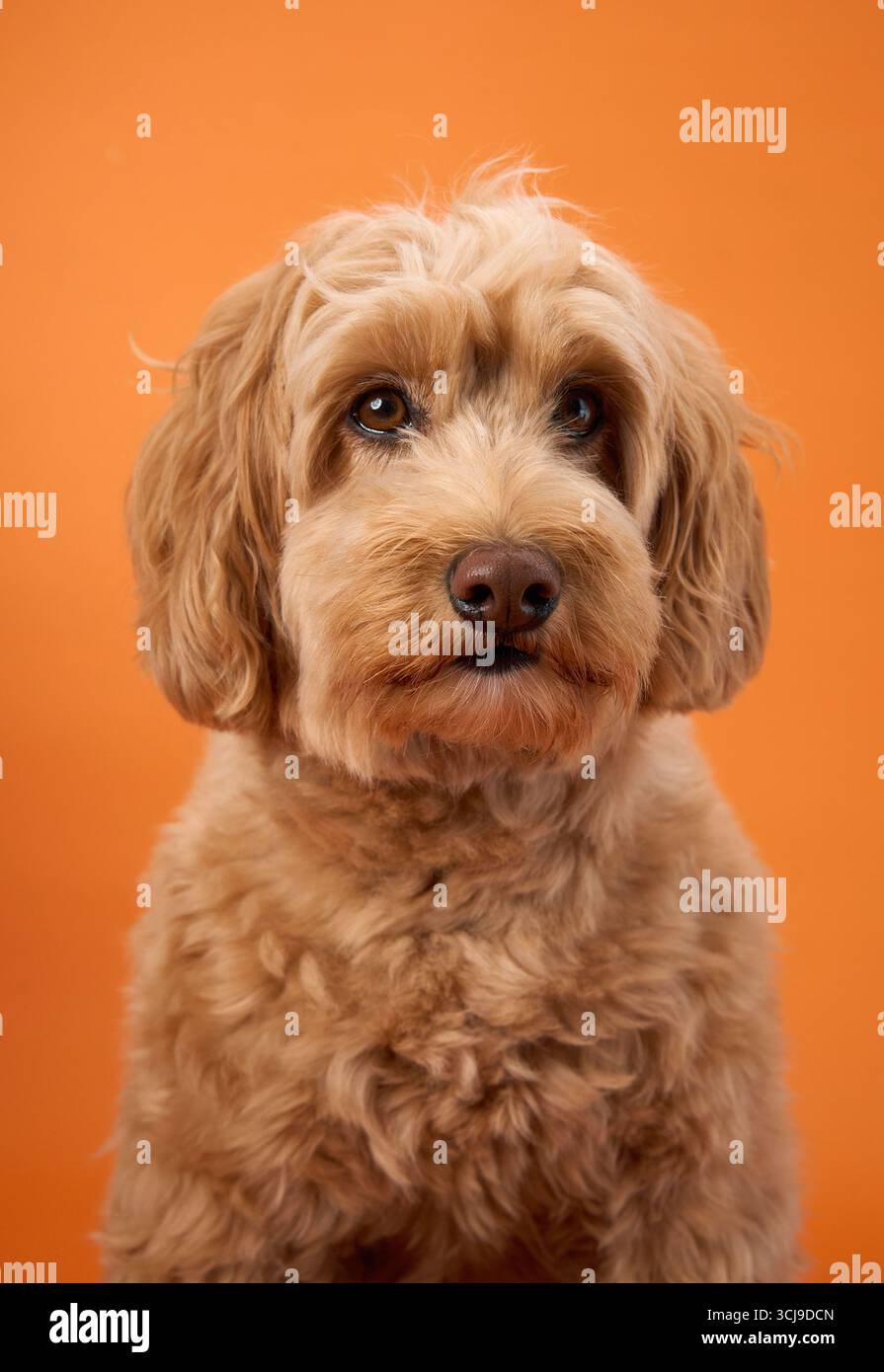 A Labradoodle with curly fur looks attentively forward while sitting against an orange background. Stock Photo