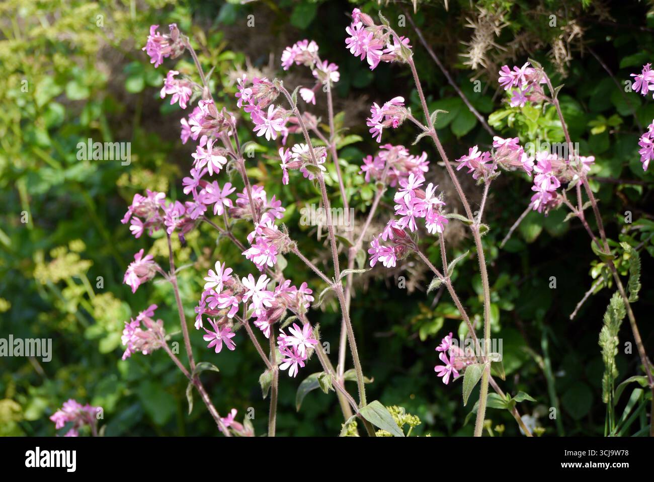 Drooping catchfly hi-res stock photography and images - Alamy