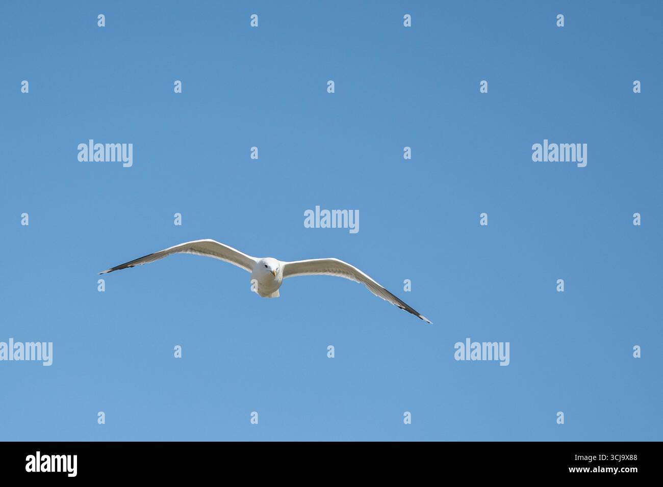 single lone seagull bird in flight in the clear blue sky above Stock Photo