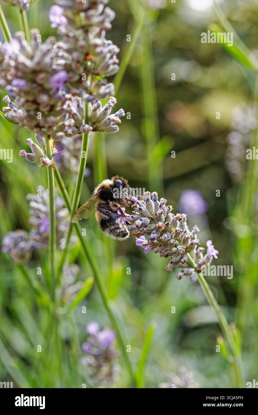 Buff tailed bumble bee collects pollen from lavender plant, UK. Stock Photo