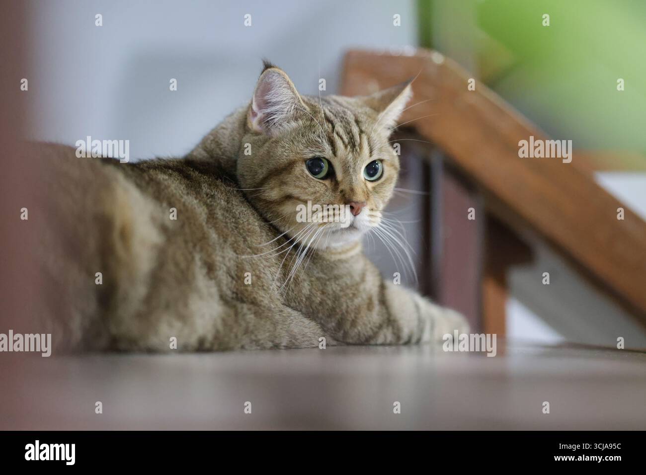 A cute cat is staring at something intently. A cute little cat sleeps comfortably. Stock Photo