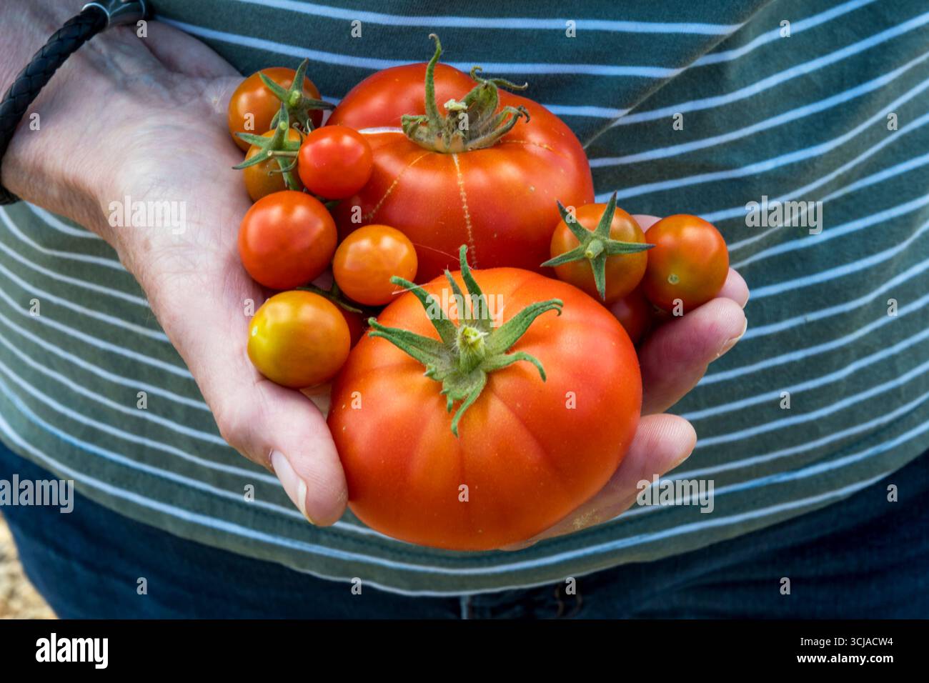 A woman holding a selection of freshly picked home-grown tomatoes. Stock Photo