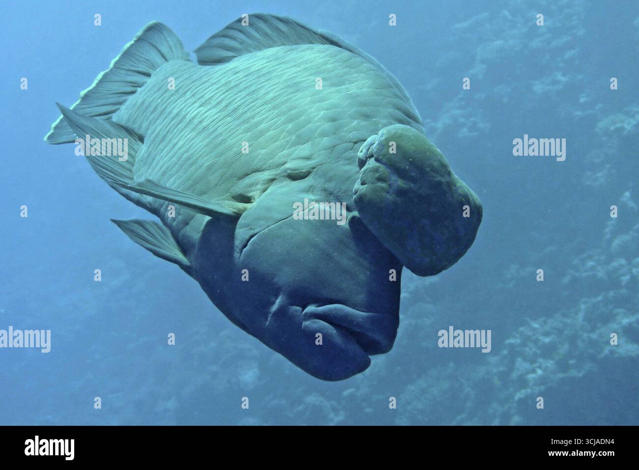 Cheilinus undulatus - Napoleon wrasse Stock Photo - Alamy