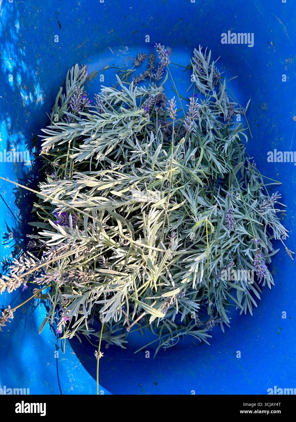 Lavender twigs that have been cut in late summer to prepare for winter and renewed growth in spring - Smartphone Captured Stock Image