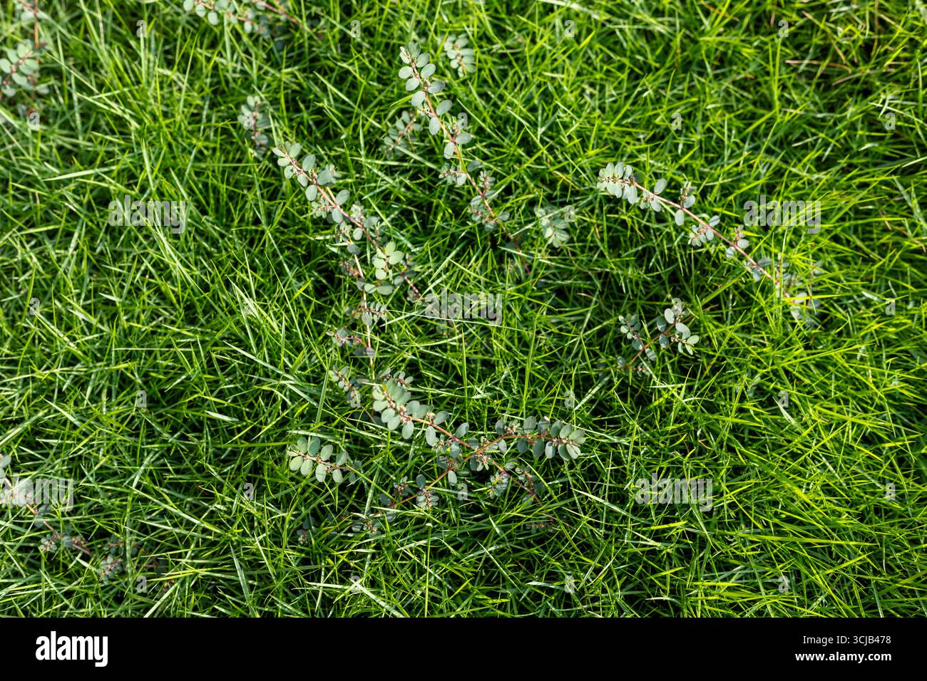 Weed plant field farmland hi-res stock photography and images - Alamy