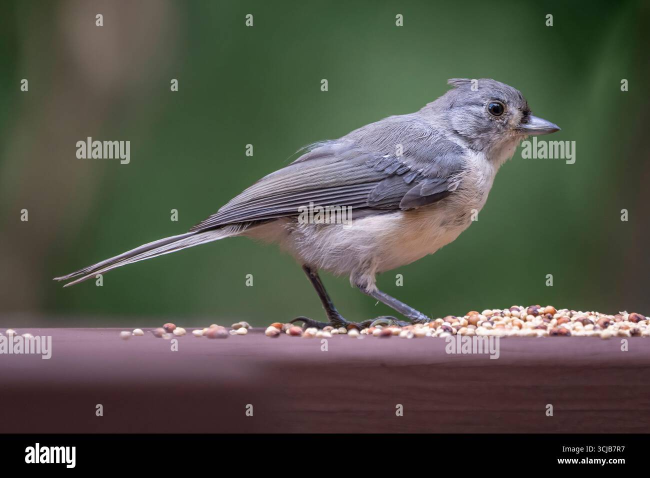 A small gray and white tufted titmouse feeding on birdseed. Stock Photo