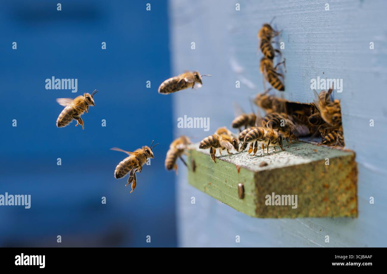 Honey bees fly near a beehive. Bees are best known to humans for their ...