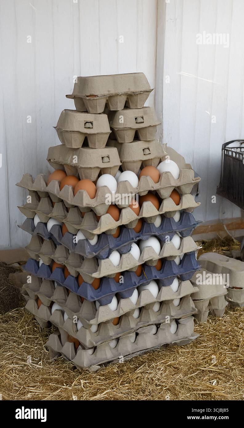 Free range eggs in farm Stock Photo