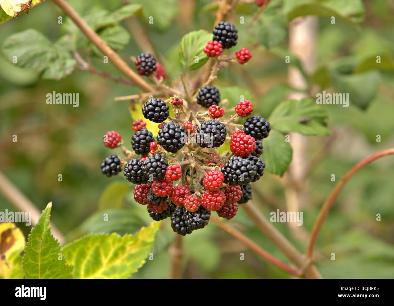 Ripening blackberries fresh from the hedgerow Stock Photo