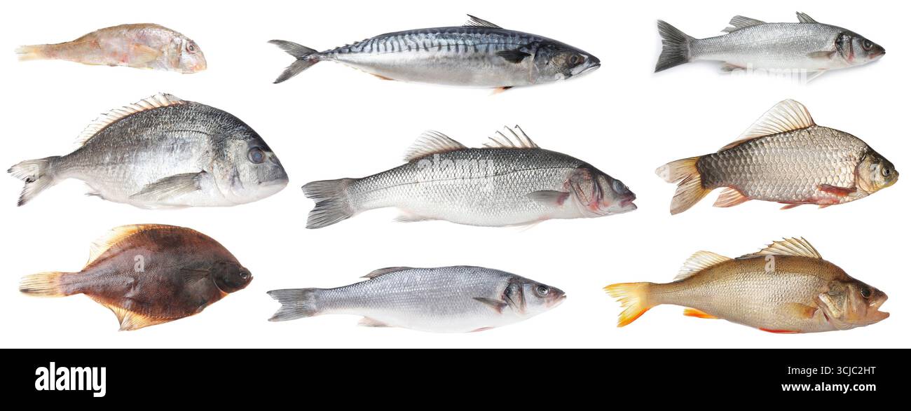 Different types of raw fish isolated on white, collage Stock Photo - Alamy