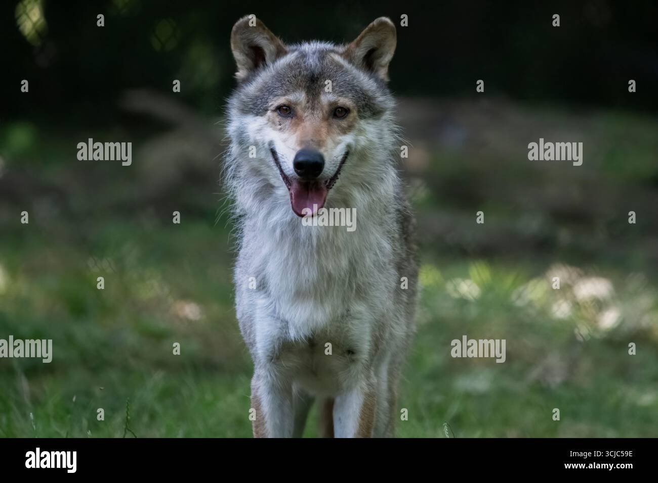 The Eurasian Wolf (Canis lupus lupus), also known as the Common Wolf, a ...