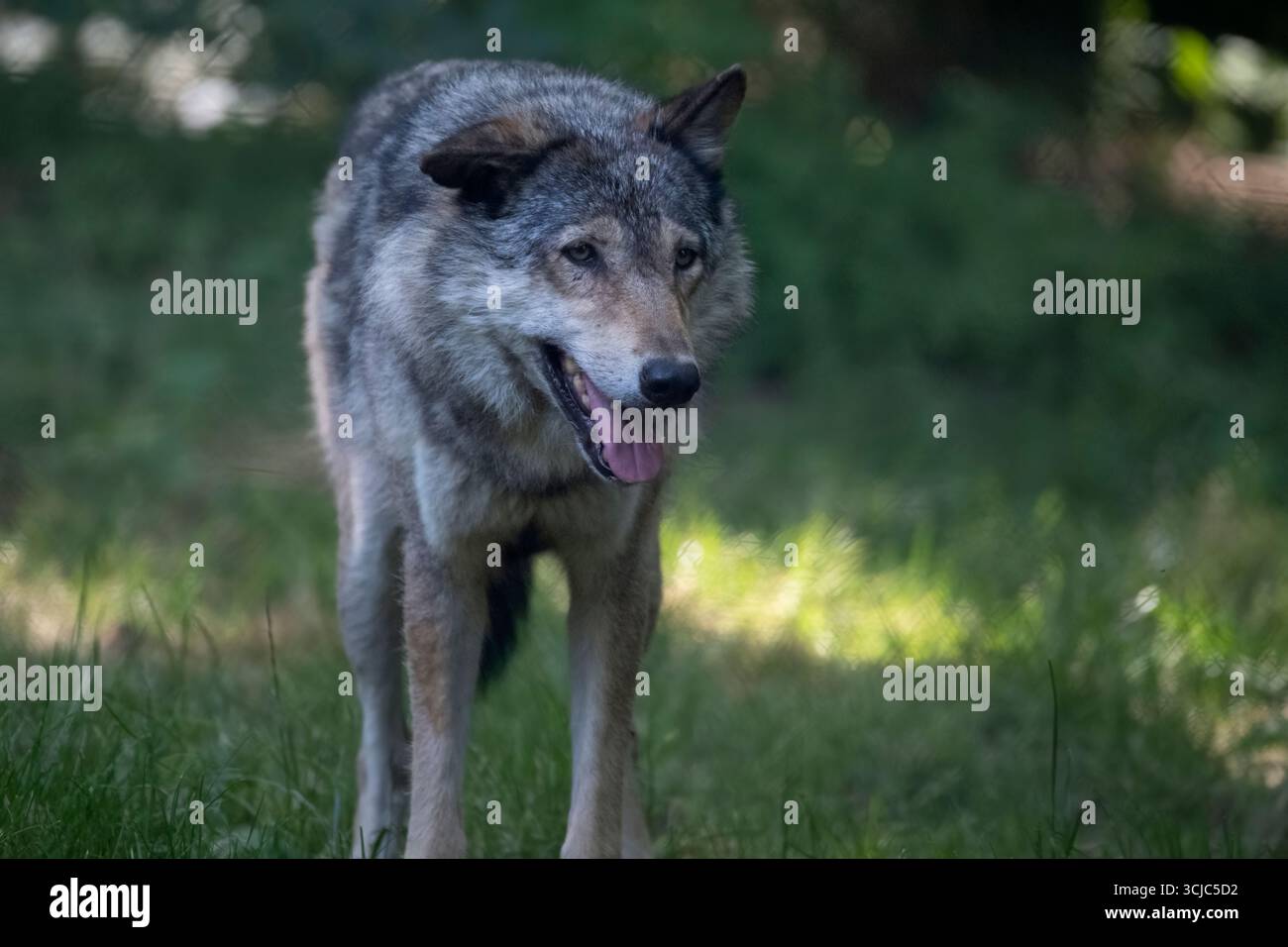 The Eurasian Wolf (Canis lupus lupus), also known as the Common Wolf, a ...