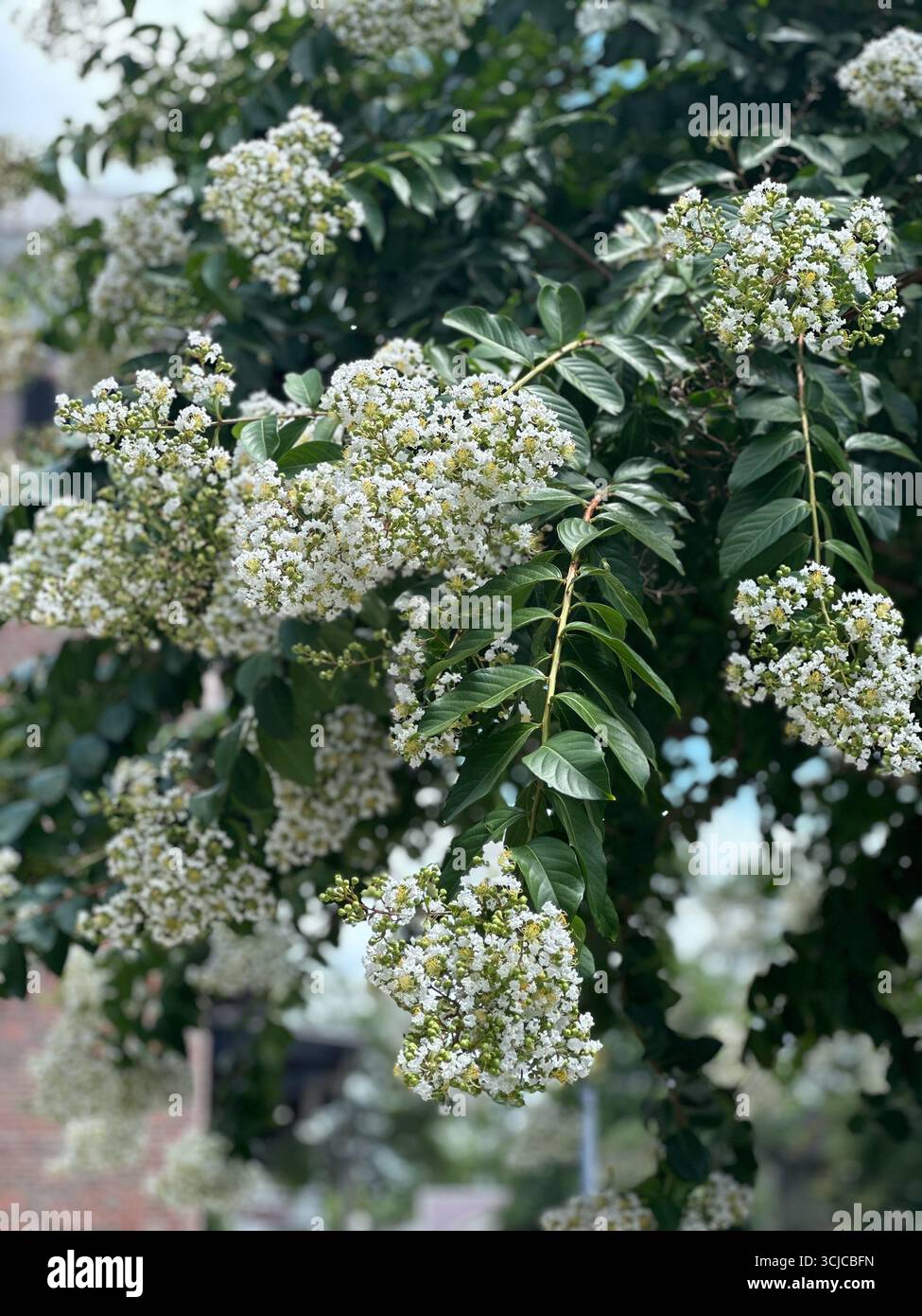 White Blossoms - Smartphone Captured Stock Image
