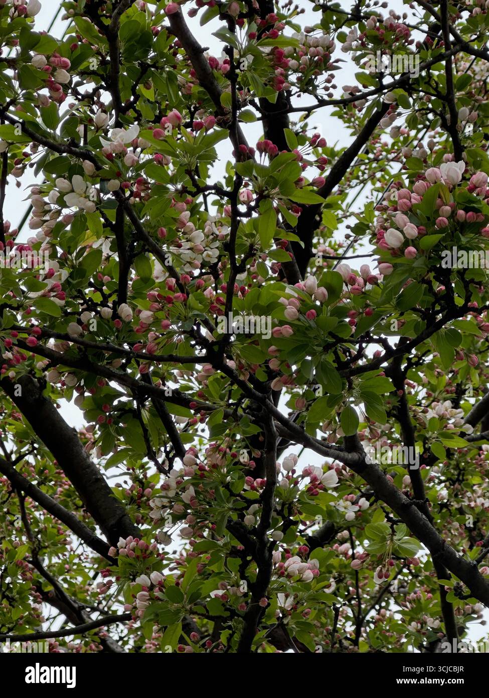 Cherry Blossom - Smartphone Captured Stock Image