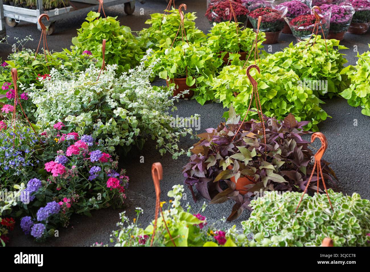 Decorative hanging plants hi-res stock photography and images - Alamy