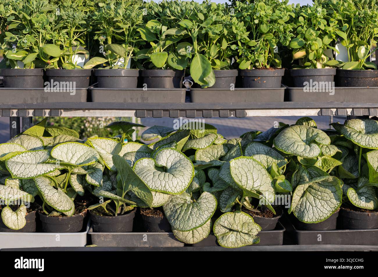 Potted ornamental foliage plants on nursery rack Stock Photo