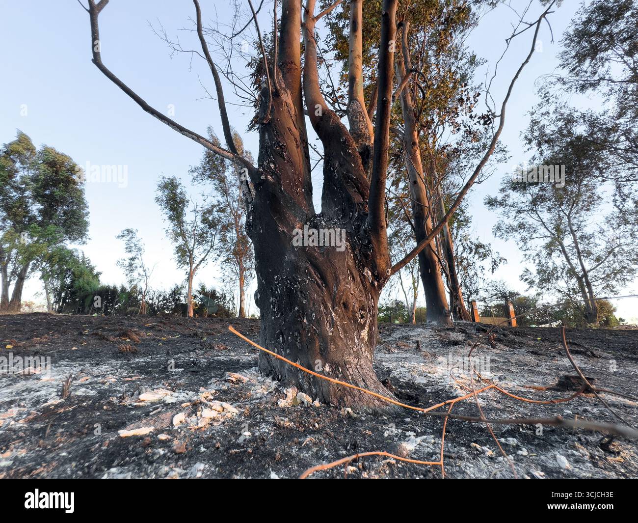 Fire ravaged trees hi-res stock photography and images - Alamy