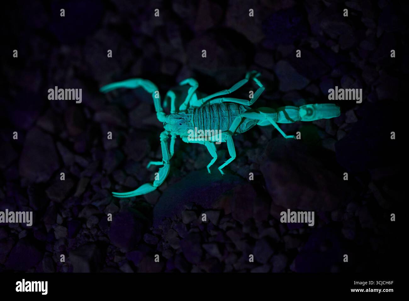 Exoskeleton Predator Fascinating nocturnal predator hi-res stock photography and images - Alamy