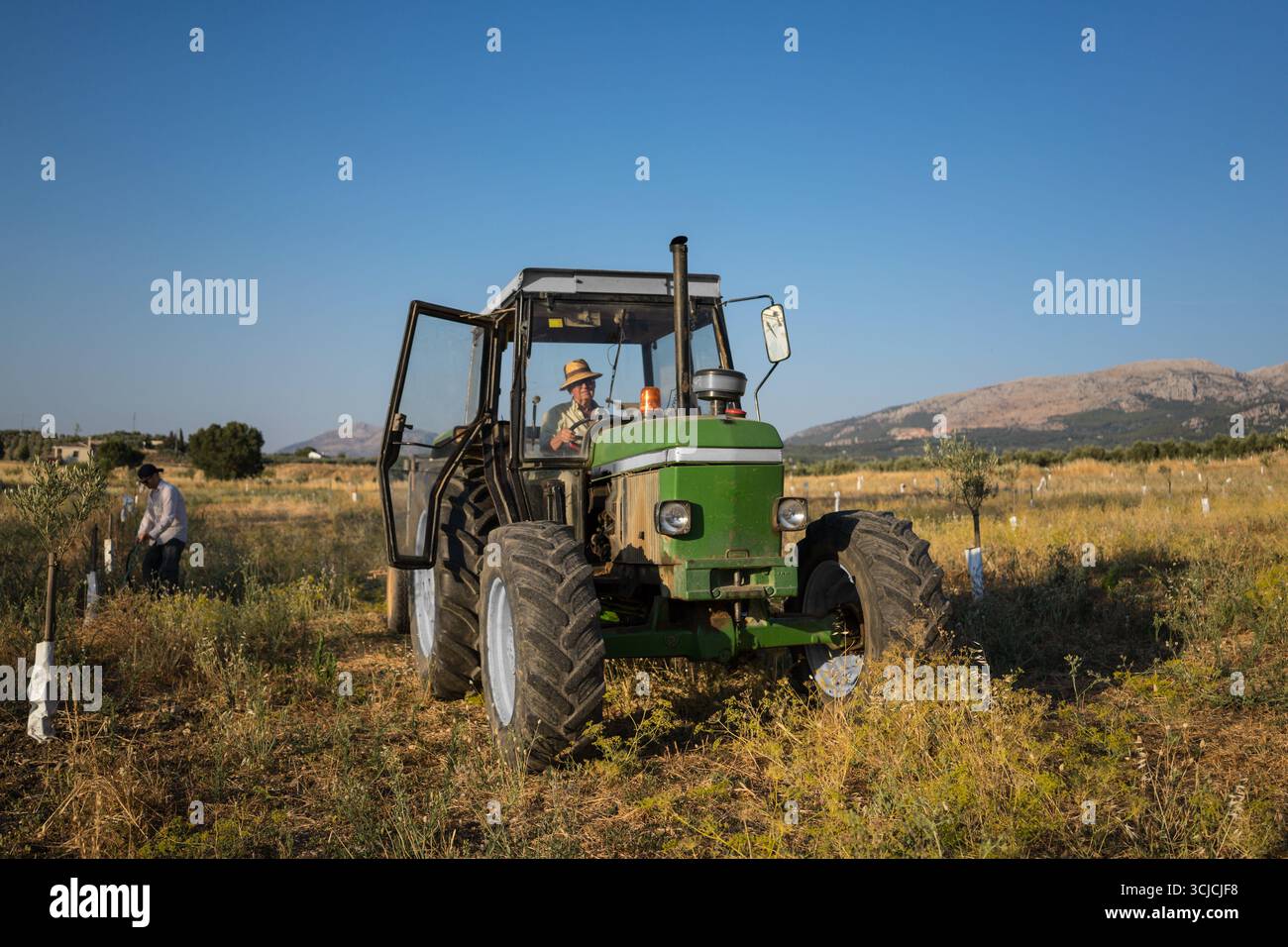 Elderly man operates a tractor while his son irrigates olive trees on ...