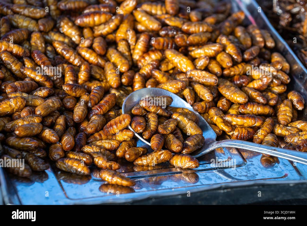 Maggot larvae caterpillar insect hi-res stock photography and images ...