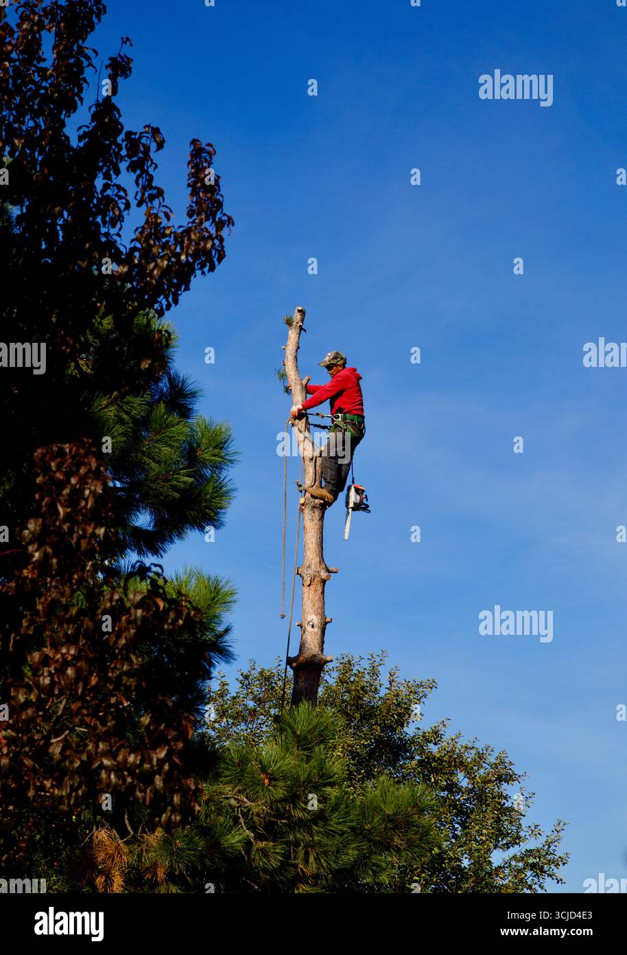 An arborist has climbed and removed branches from a pine tree in ...