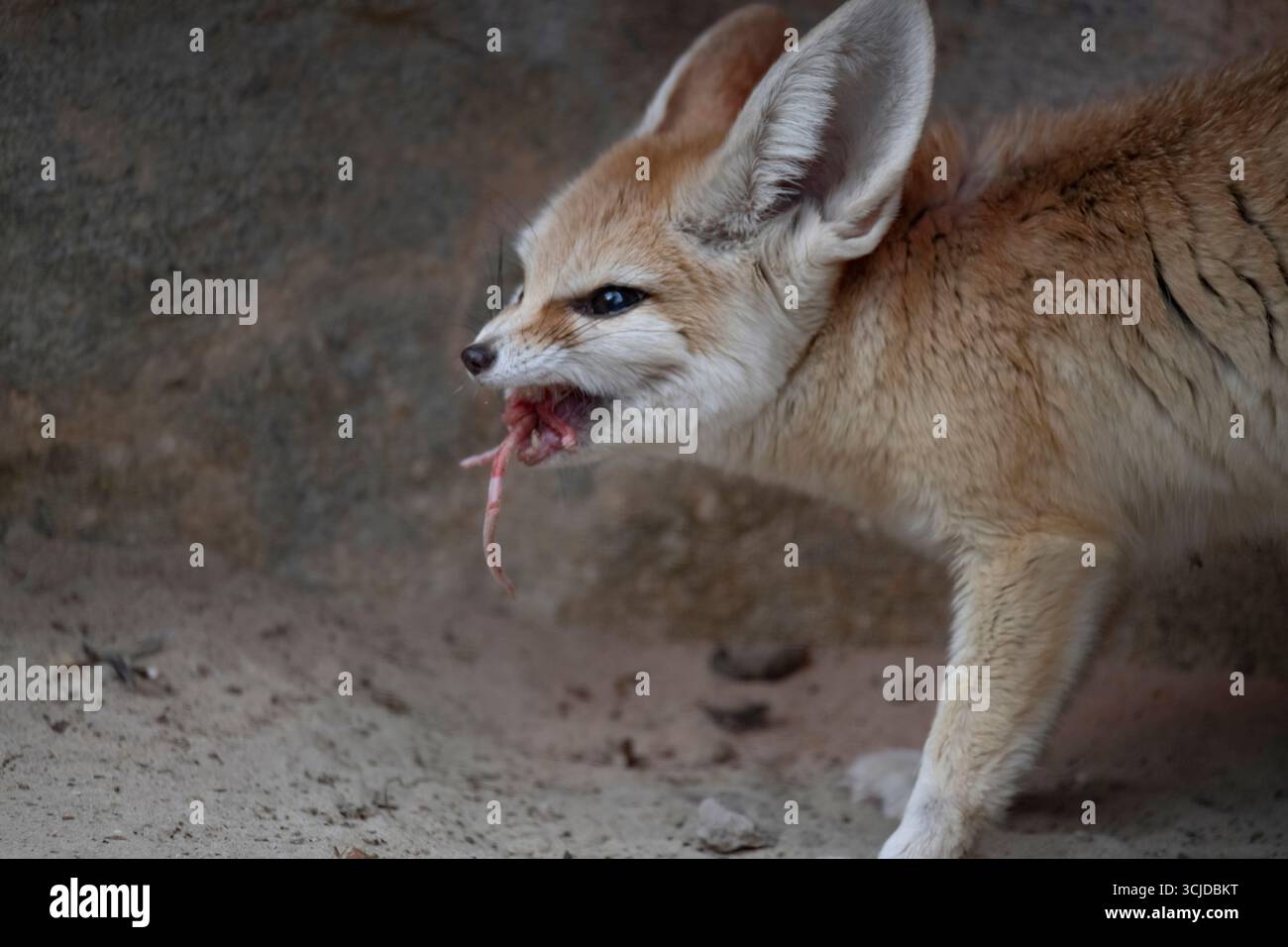 Fennec Fox In Grow A Garden (How To Get And Wiki - Foto 7