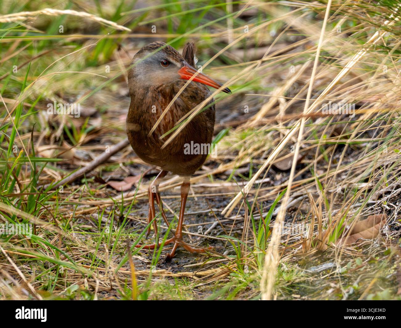 Ecuadorian Rail, Rallus aequatorialis, walking along a lake in the high Andes of Ecuador Stock Photo