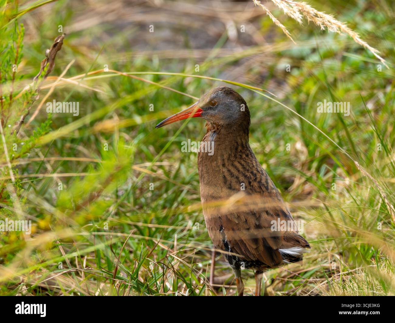 Ecuadorian Rail, Rallus aequatorialis, walking along a lake in the high Andes of Ecuador Stock Photo