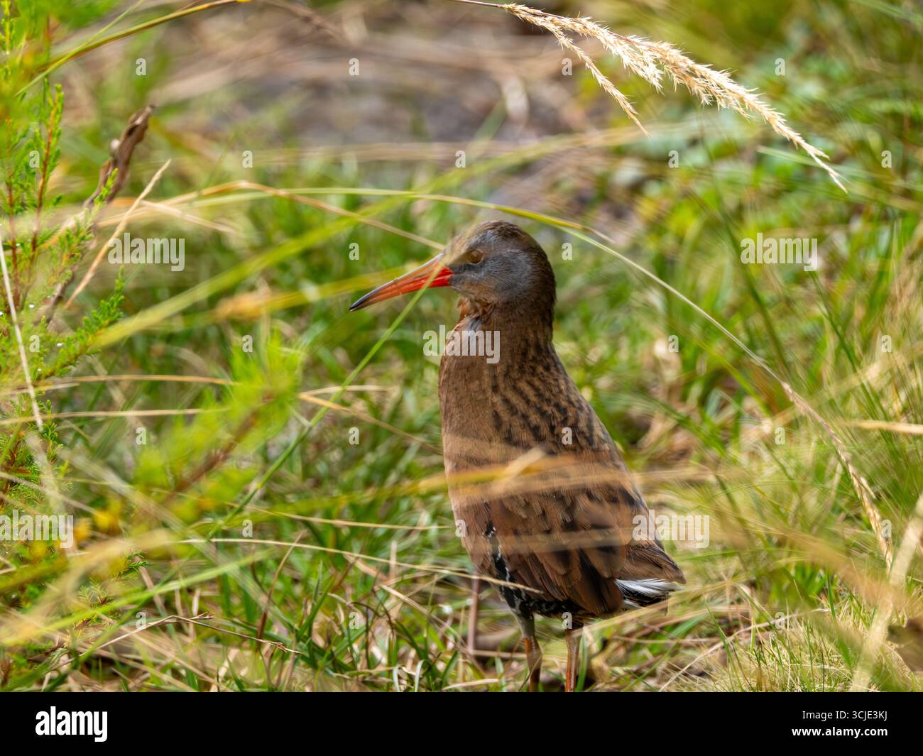 Ecuadorian Rail, Rallus aequatorialis, walking along a lake in the high Andes of Ecuador Stock Photo