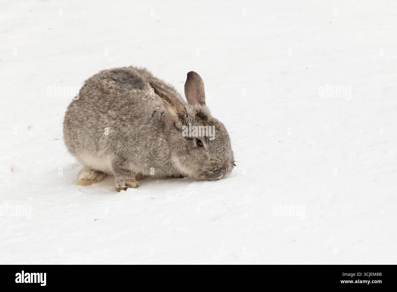 Fluffy grey rabbit sniffing snow in close-up, natural style, white ...