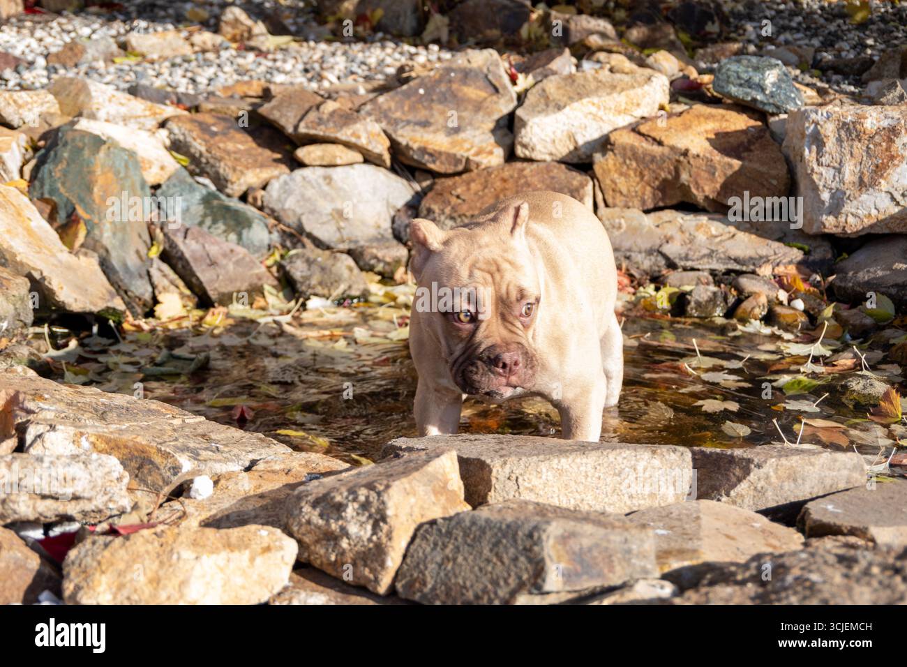 Tan American Bully dog stands in a small stream among autumn leaves and stones, in natural light on a rocky outdoor background Stock Photo