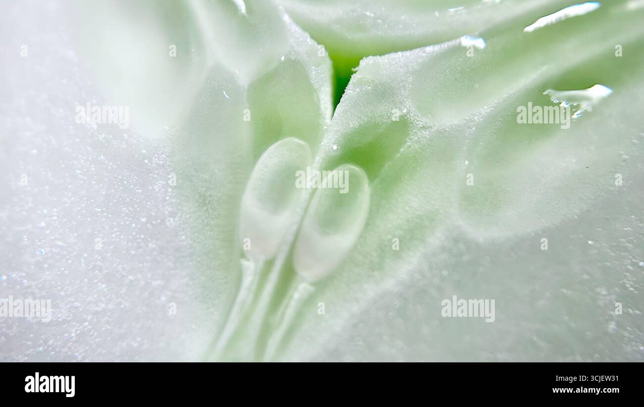 A close-up view of fresh cucumber slices, showing their light green flesh, watery texture, and crisp surface, often used in salads, garnishes, and ref - Smartphone Captured Stock Image