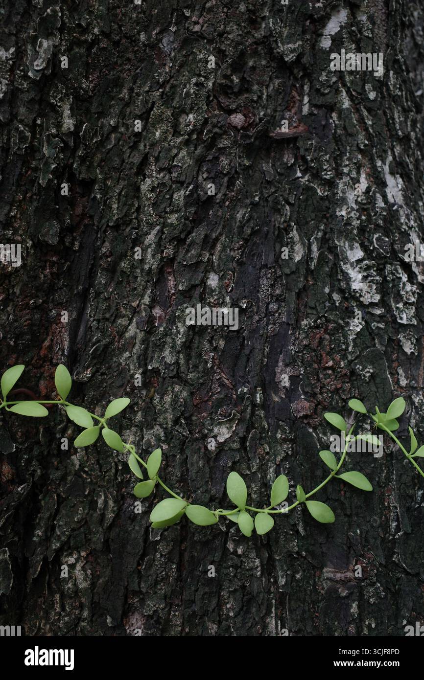 Green vine climbing on tree bark Stock Photo