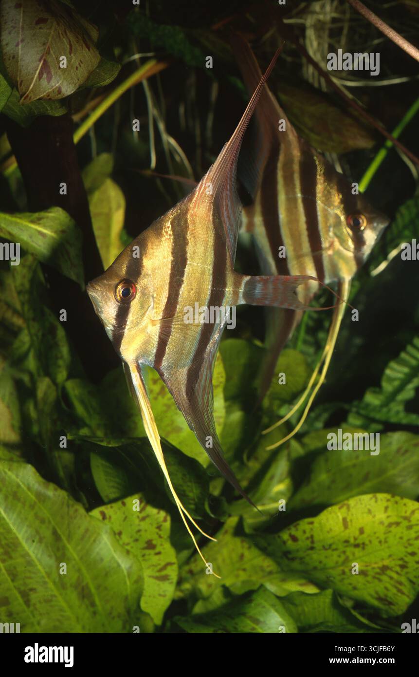 Altum Angel fish, Pteophyllum altum, Cichlidae Stock Photo - Alamy