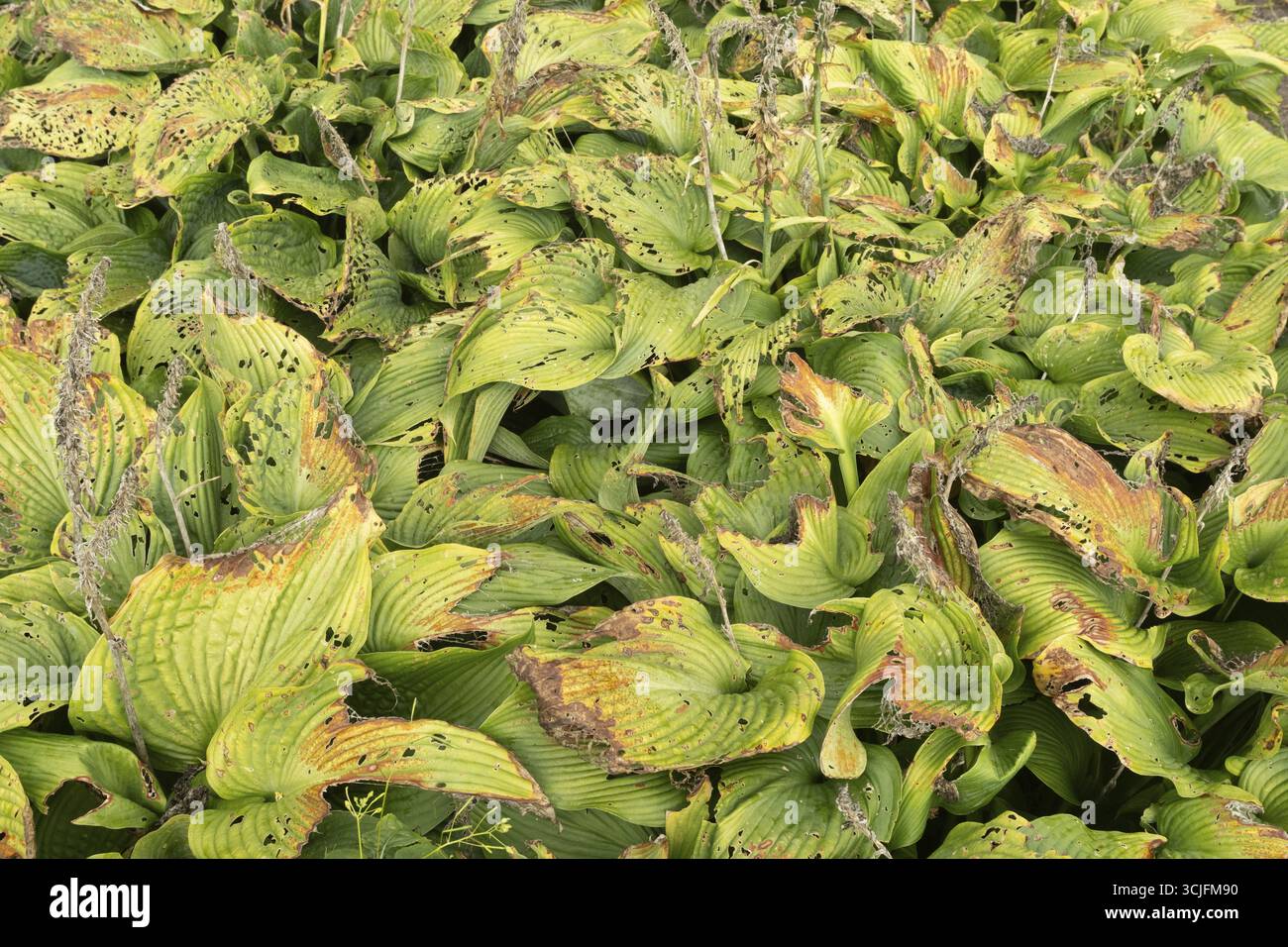 Close-up of damaged hosta leaves, indicating infestation by slugs or snails, highlighting garden pest problem Stock Photo