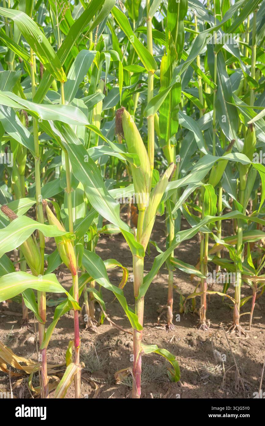 Corn cob in a field, selective focus. Stock Photo