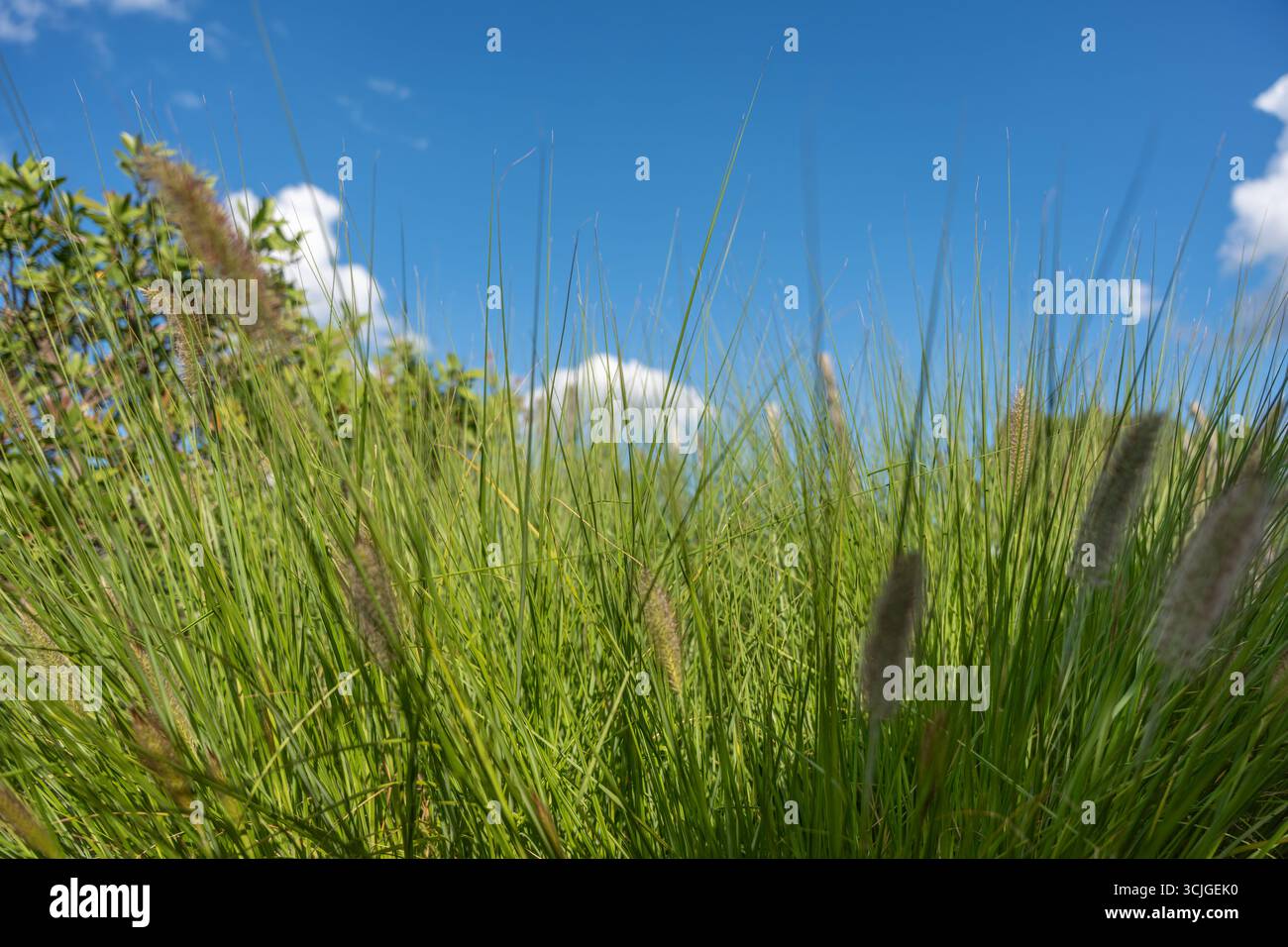 Ornamental grasses sway in hi res stock photography and images Alamy