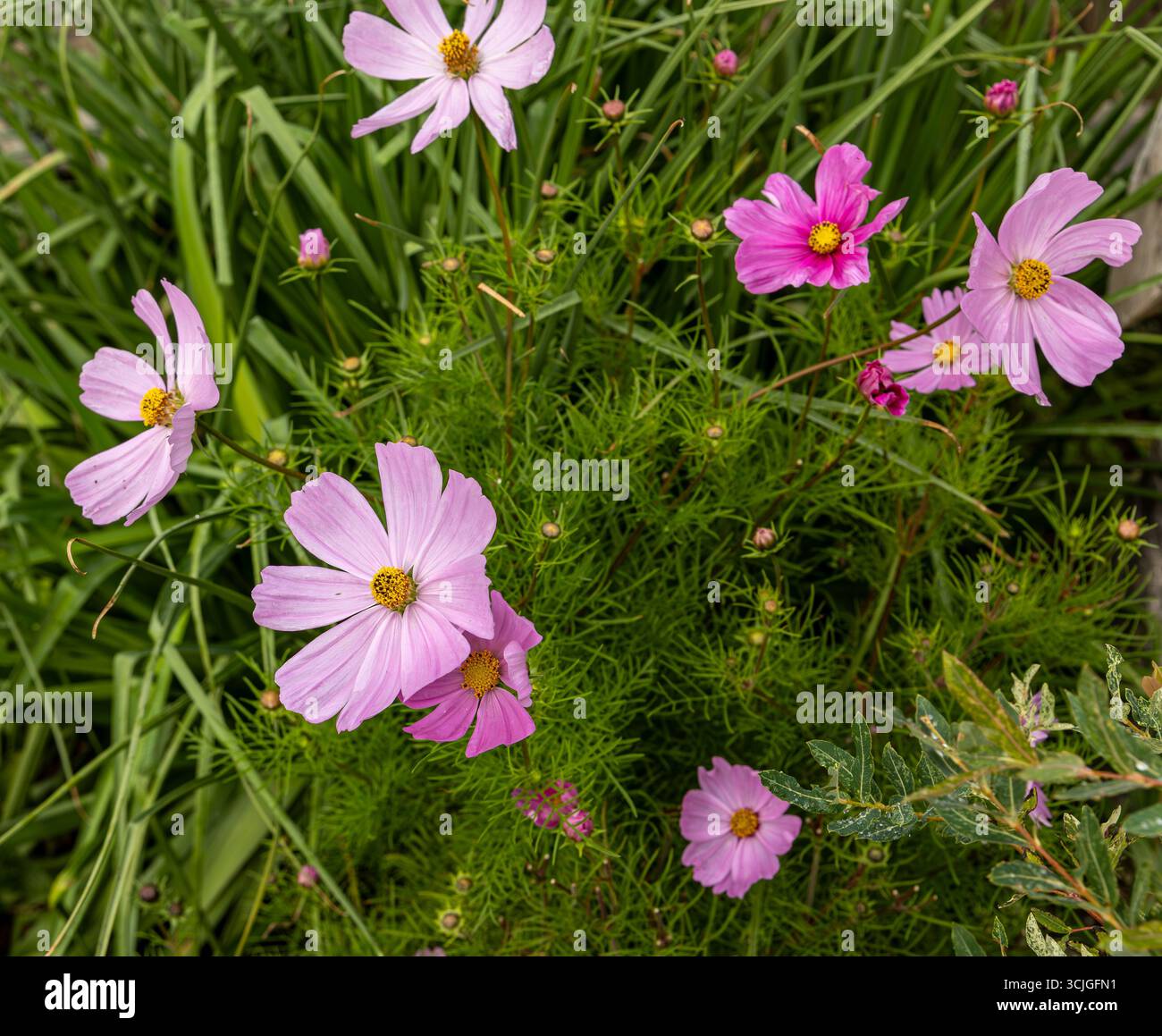 Vibrant pink cosmos flowers bloom amidst lush green foliage in a garden setting Stock Photo