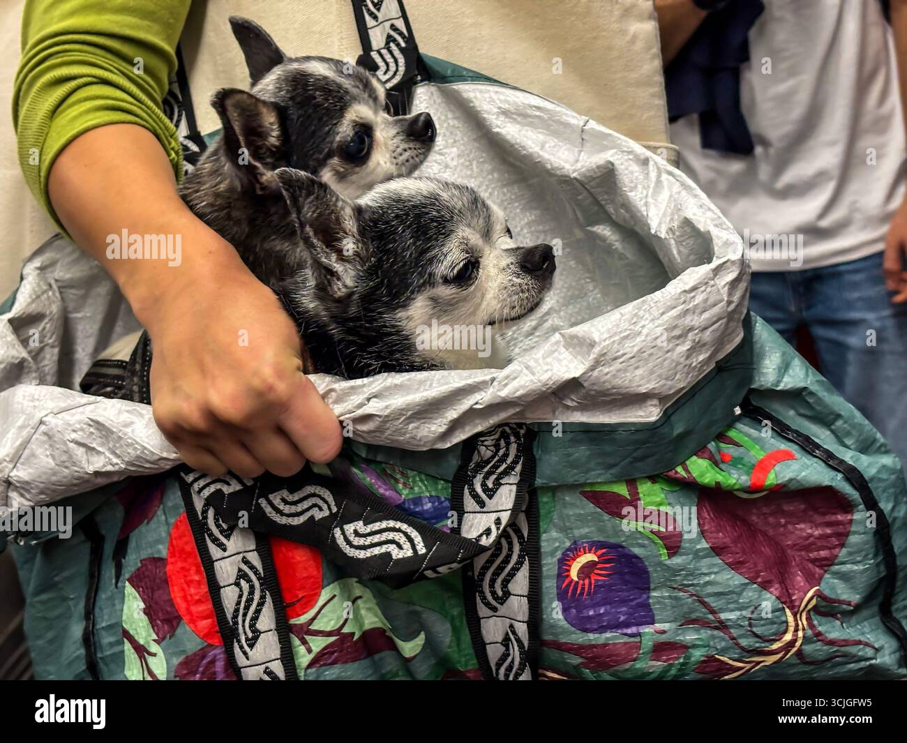 Two black and white Chihuahua dogs travelling on the Helsinki Metro in an S Group tote bag. - Smartphone Captured Stock Image