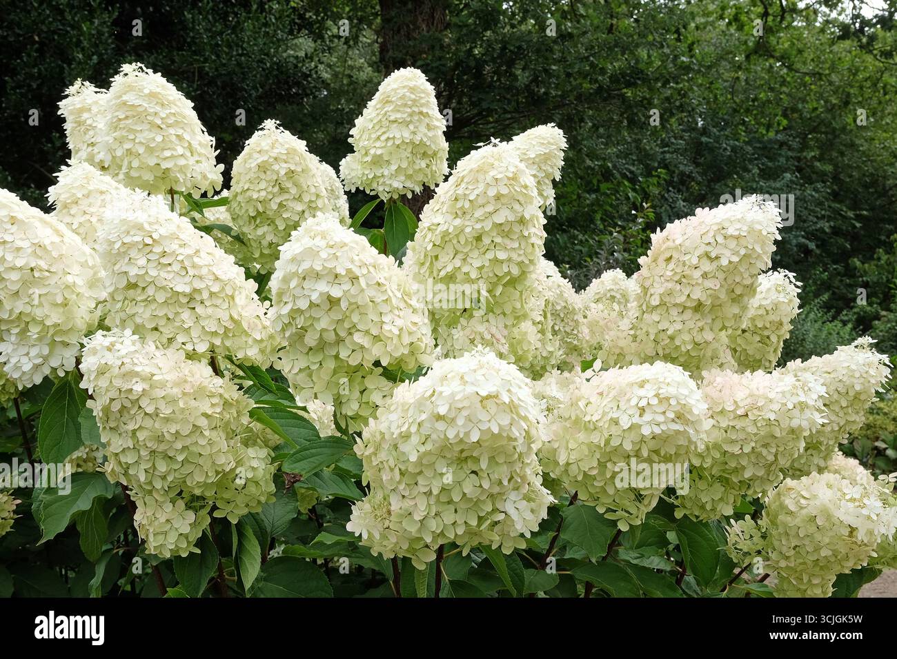 Large white Hydrangea paniculata 'Phantom' in flower Stock Photo