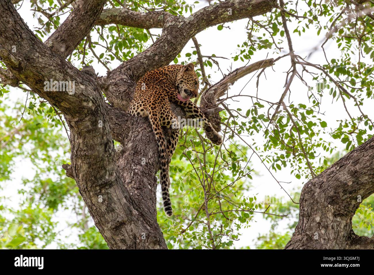 Leopard high up in a tree in the African bush Stock Photo - Alamy