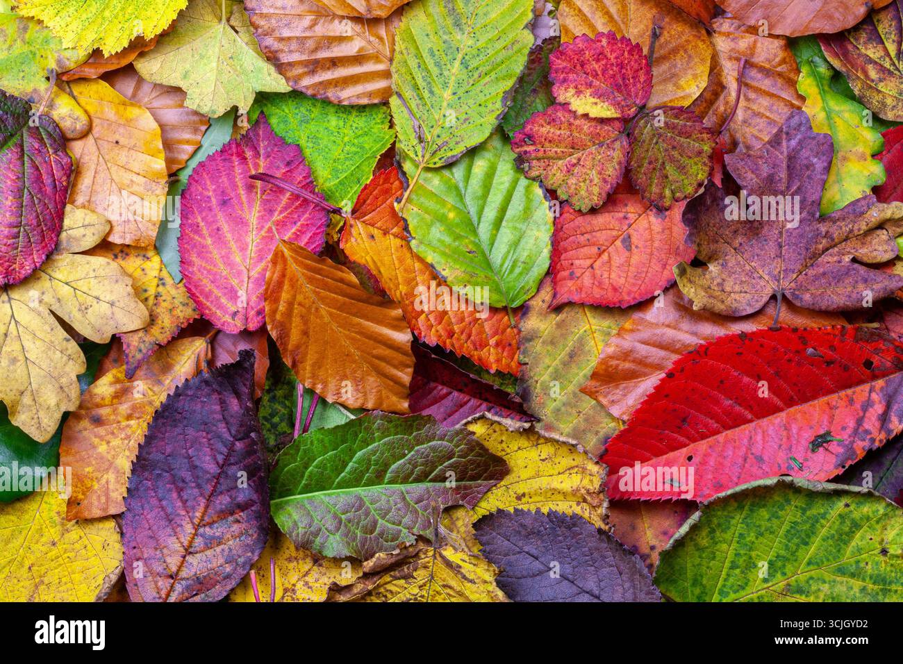 Rainbow colored fall leaves on ground, background, wallpaper Stock Photo