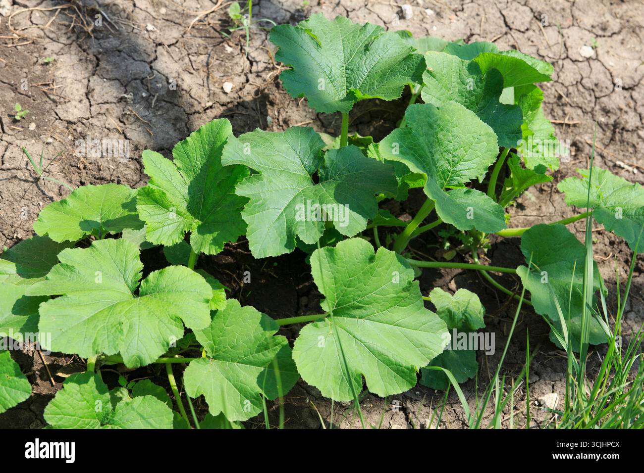 Green pumpkin plants growing in a garden bed. Leaves are large and ...