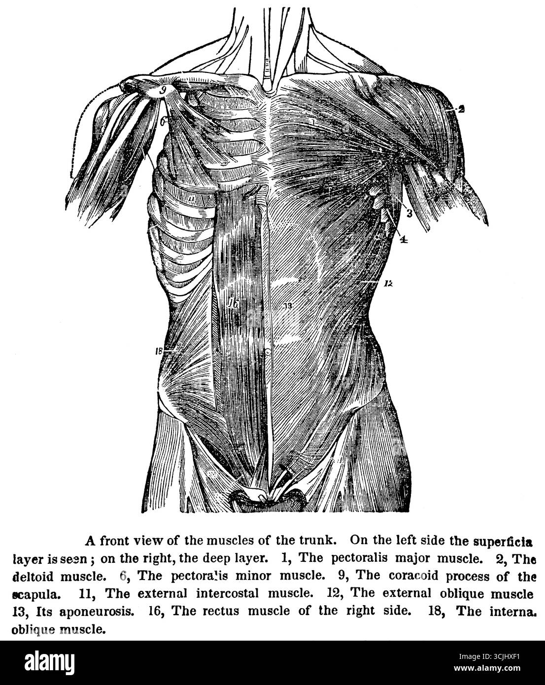 Anatomy of the muscles, front view of the muscles of the trunk ...